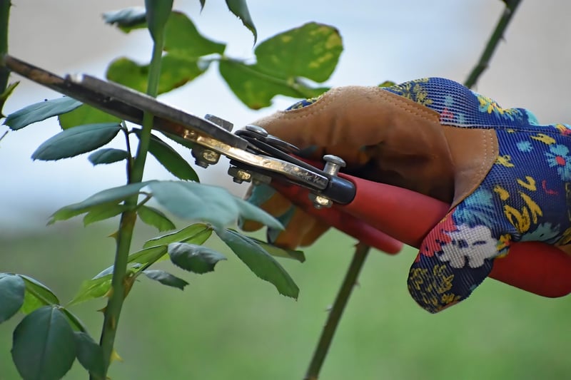 Pruning Tips