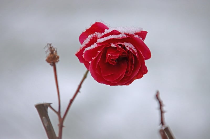 Pruning Plant