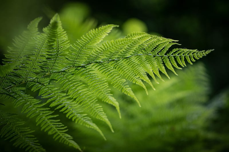 Sunlight and Fern